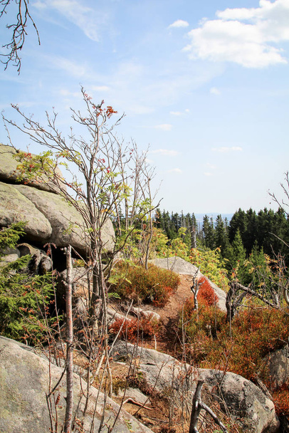 rock formation and forest in the Harz mountains - Foto, immagini