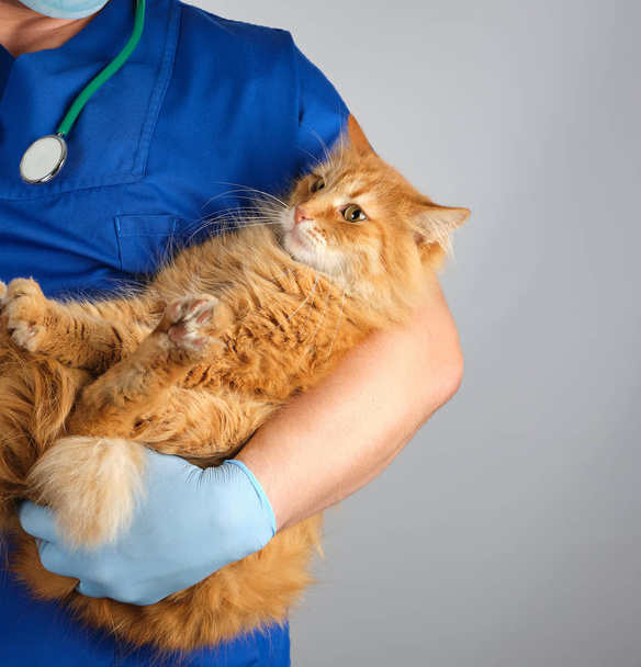 male vet in blue uniform and gloves holding an adult ginger cat on hand, gray background - Foto, Bild