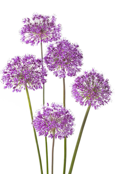 Vijf allium bloemen geïsoleerd op witte achtergrond - Foto, afbeelding
