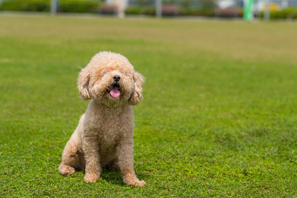 Dog Poodle sit down on the green lawn - Photo, Image