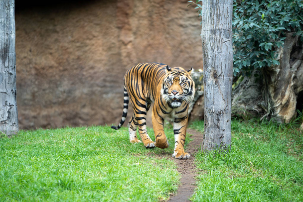 Тигр, гуляющий вокруг
 - Фото, изображение