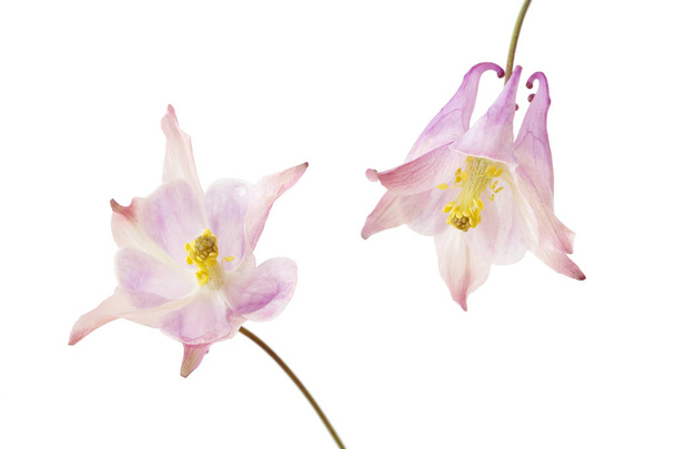 Dos flores de aquilegia vulgaris aisladas sobre fondo blanco
 - Foto, imagen