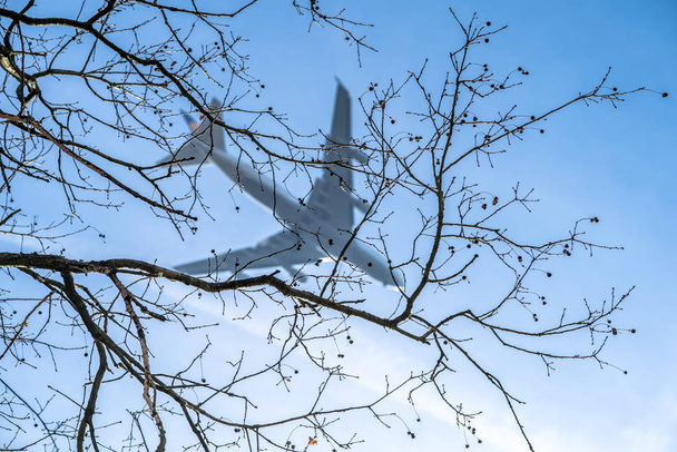 Flugzeug von Baum umrahmt - Foto, Bild