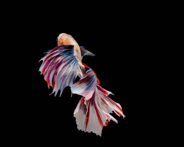 Multi-color betta fish, siamese fighting fish on black background. - Foto, immagini