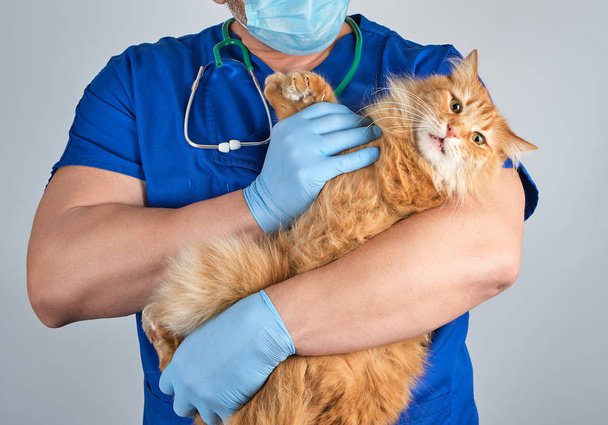 vet in a blue uniform holds an adult fluffy red cat with a scared muzzle, white background, pet treatment concept - Foto, Bild