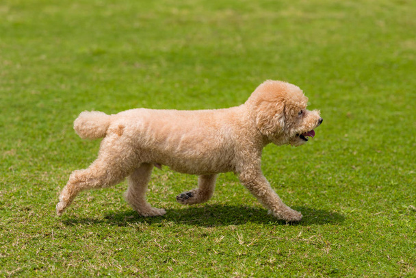 Dog poodle run in the park - Fotó, kép