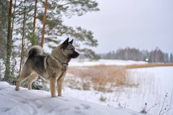Dog looking over a frozen lake in snowy day - Valokuva, kuva