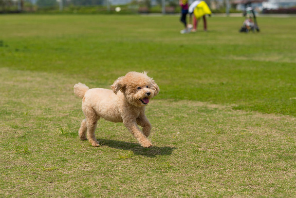 Dog poodle run in the park - Φωτογραφία, εικόνα