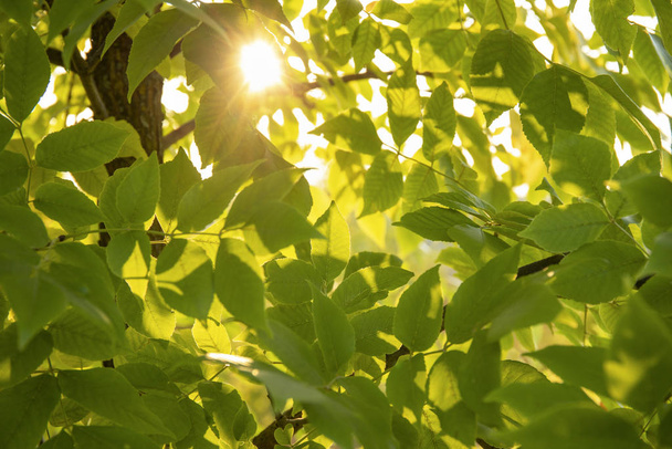 Tuoreet vihreät puunlehdet hehkuvat auringonvalossa
 - Valokuva, kuva