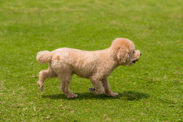 Dog poodle run in the park - Fotó, kép