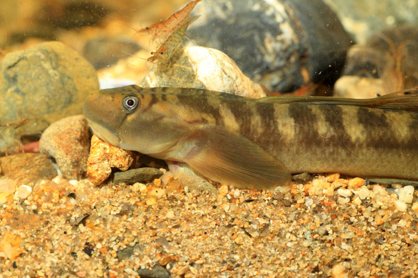 Monk goby (Sicyopterus japonicus) in Japan - Photo, Image