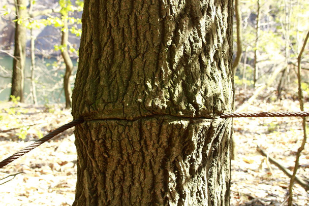 Wire rope has grown into the trunk of a tree - Foto, afbeelding