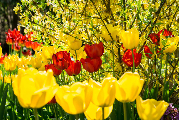 Red and yellow Tulips in the Garden - Fotoğraf, Görsel