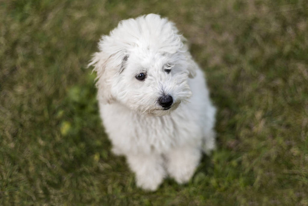 Portrait of a white Poodle puppy outdoors - Foto, immagini