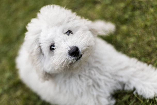 Portrait of a white Poodle puppy outdoors - Photo, Image