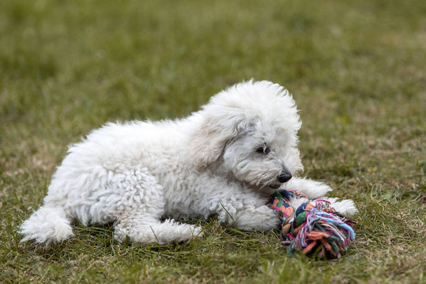 Portrait of a white Poodle puppy outdoors - Zdjęcie, obraz