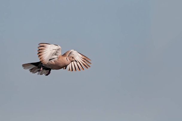 Ошейник голубя, летящего в лысине
 - Фото, изображение