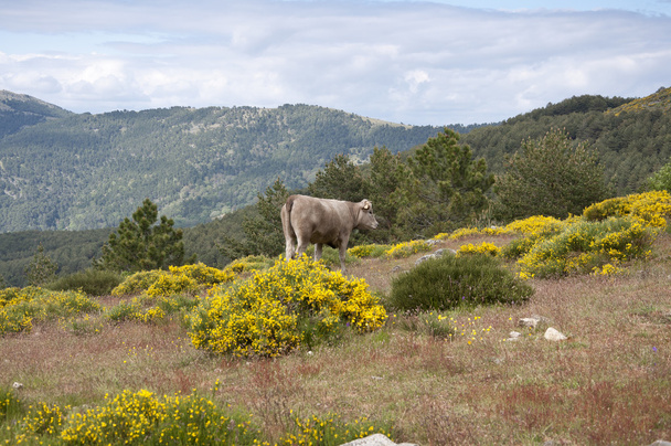 Cow grazing in the mountain - Photo, Image
