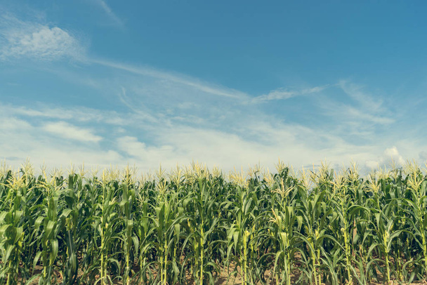 Corn field plantation in sunny day with blue sky, de-tone. - Foto, imagen