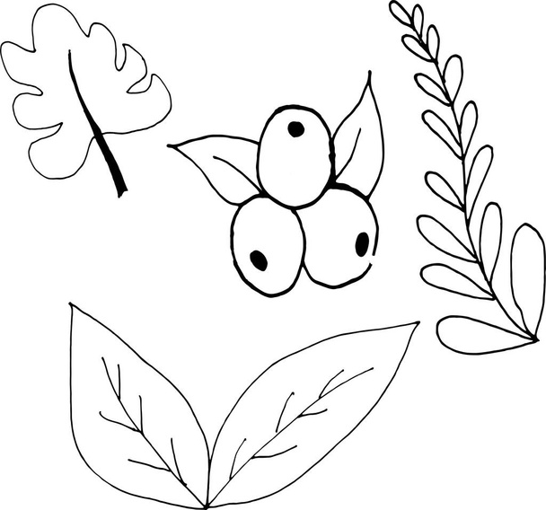flowers and leaves coloring black and white - Vector, afbeelding