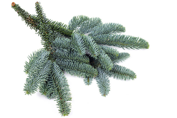 ramos naturais coníferas close-up ramos de abeto azul sobre um fundo branco
 - Foto, Imagem