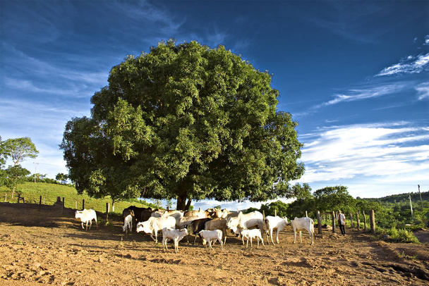 Vacas bajo el árbol en el desierto brasileño de Jalapo en el estado de Tocantins
 - Foto, Imagen
