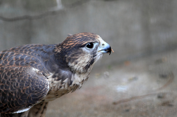 Halcón sacre (Falco cherrug
) - Foto, imagen