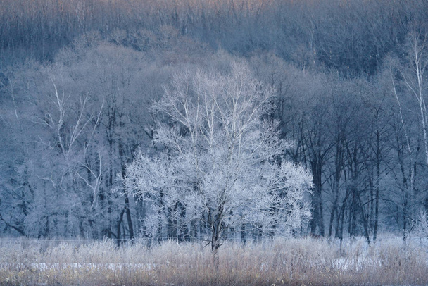 v zimě mráz, které strom - Fotografie, Obrázek