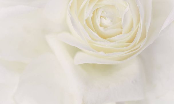 Zachte focus, abstracte bloemenachtergrond, witte rozenbloem. Blauwe wijting - Foto, afbeelding