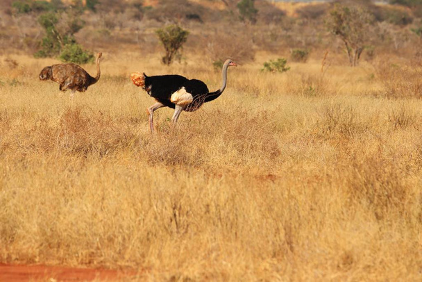 Somali ostrich pair in the savanna of  Kenya - Фото, зображення
