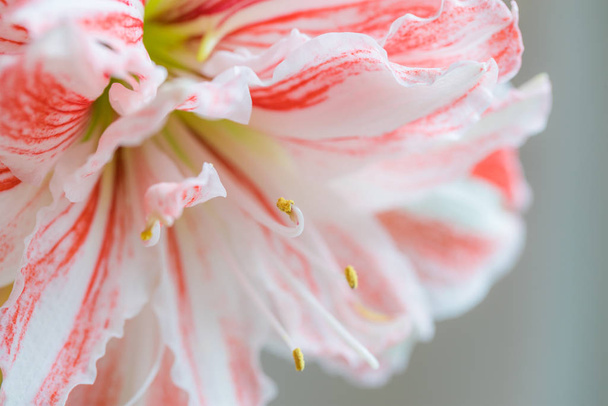 Beautiful red striped Barbados lily close up - Фото, изображение