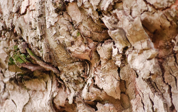 tree bark, nature timber textured - Foto, immagini