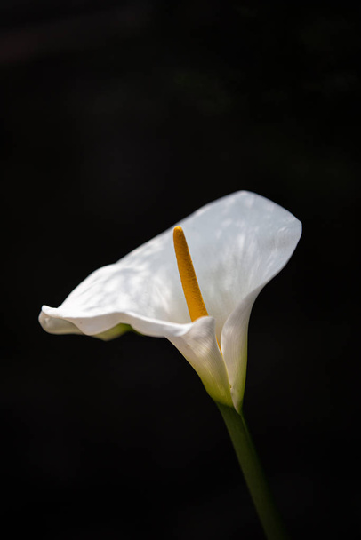 Beautiful calla lily flower in the garden in Dharamshala - Foto, Imagem