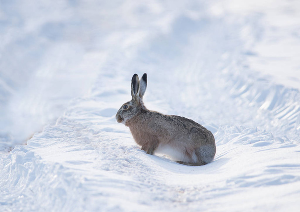 Šedý divoký králík (zajíc) ve svém přirozeném prostředí, v chladném zimním slunovratu rozkošný, zvíře, pozadí, hnědý, zajíček, nachlazení, cottontail, roztomilý, uši, Velikonoce, východní, životní prostředí, evropský, oči, rychlý, pole, - Fotografie, Obrázek