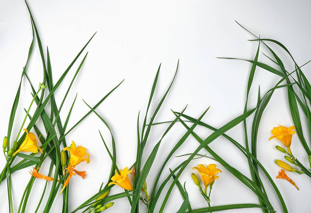 yellow flowers Daylily on a white background, top view, copy space - Foto, Imagen