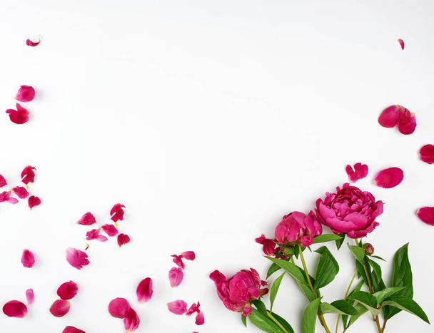 burgundy blooming peonies with green leaves, petals on a white background, empty space in the middle, top view - Foto, Imagen