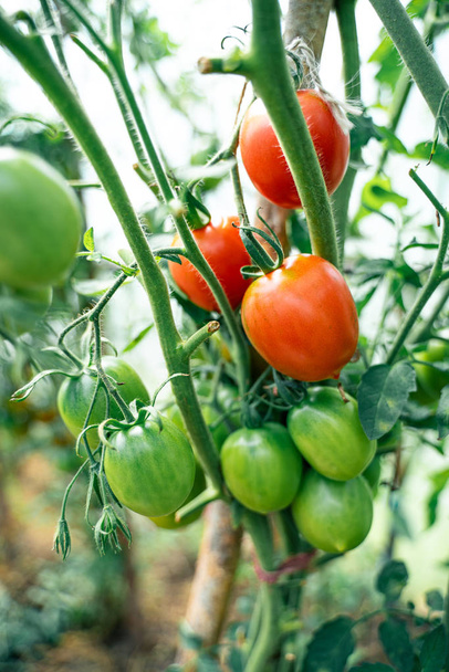 Tomatoes growing in a greenhouse - Foto, afbeelding