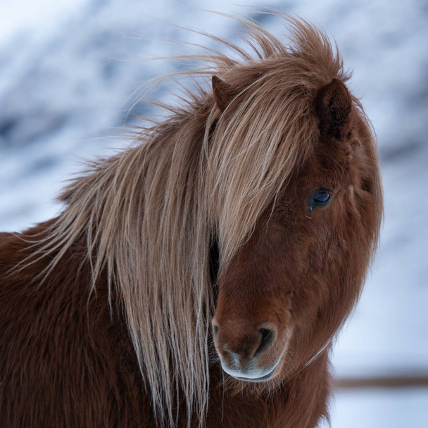 Izlandi ló (Equus csermi), hagyományos ló az Izlandi szigetről - Fotó, kép
