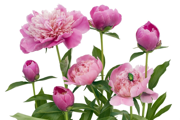 Peônias de junho rosa e um inseto verde
 - Foto, Imagem