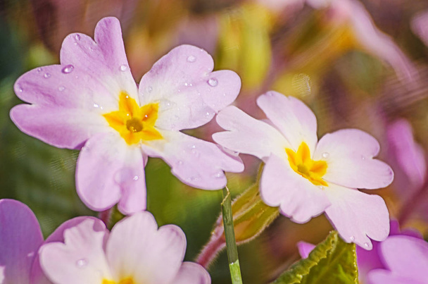 Kleine fragiele primrose bloemen bloeien  - Foto, afbeelding