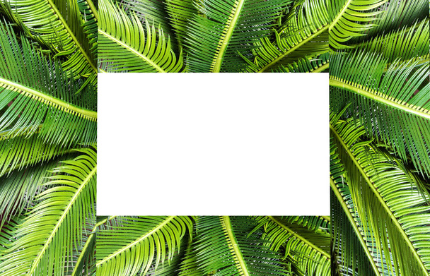 abstract green leaf texture, nature background, tropical jungle leaf, green leaf with space for text background texture modern - Foto, Bild