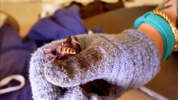 Netopýr jíst červy po zimní hibernace - Záběry, video