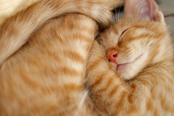 young cat sleeps,european shorthair - Foto, afbeelding