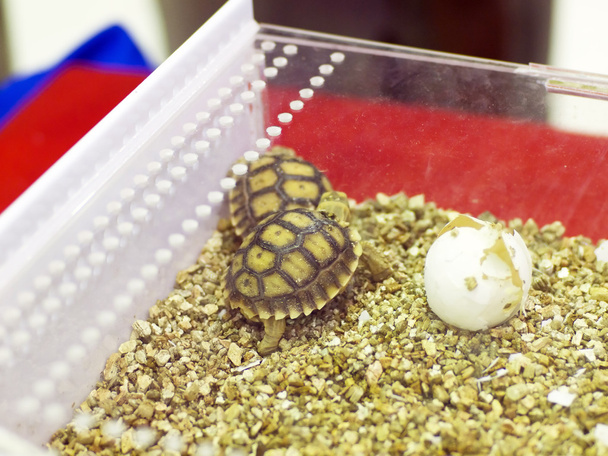 Bebek kaplumbağalar.. - Fotoğraf, Görsel
