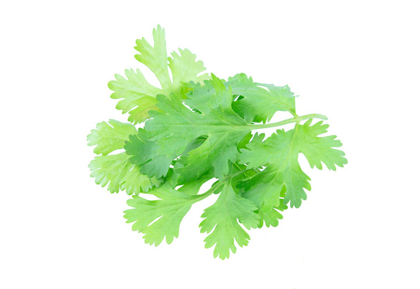 Coriander leaf isolated on white background with clipping pat - 写真・画像