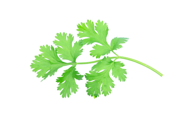 Coriander leaf isolated on white background with clipping pat - 写真・画像