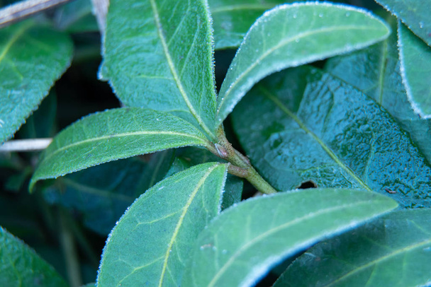 zielone liście w mrozie zimą rano, ujęcie makro - Zdjęcie, obraz