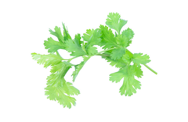 Coriander leaf isolated on white background with clipping pat - Fotoğraf, Görsel