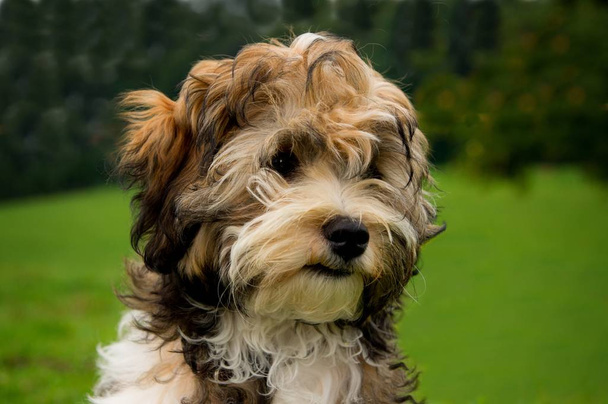 Portrait of a cute dog   - Fotografie, Obrázek