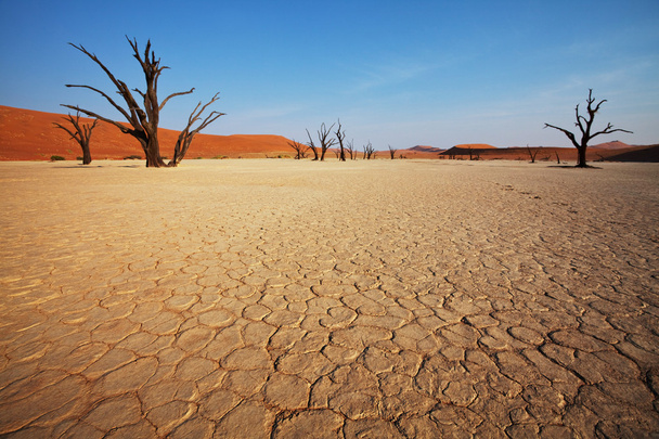 Valle morta in Namibia
 - Foto, immagini